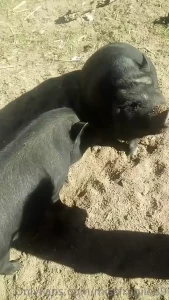 Tysons pregnant piglets due april first so excited