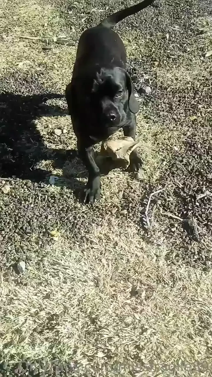 Venom is my working dog he is weiner pug 