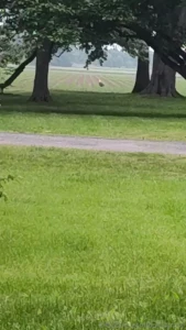 I know this is onlyfans but check out this badass eagle i seen today
