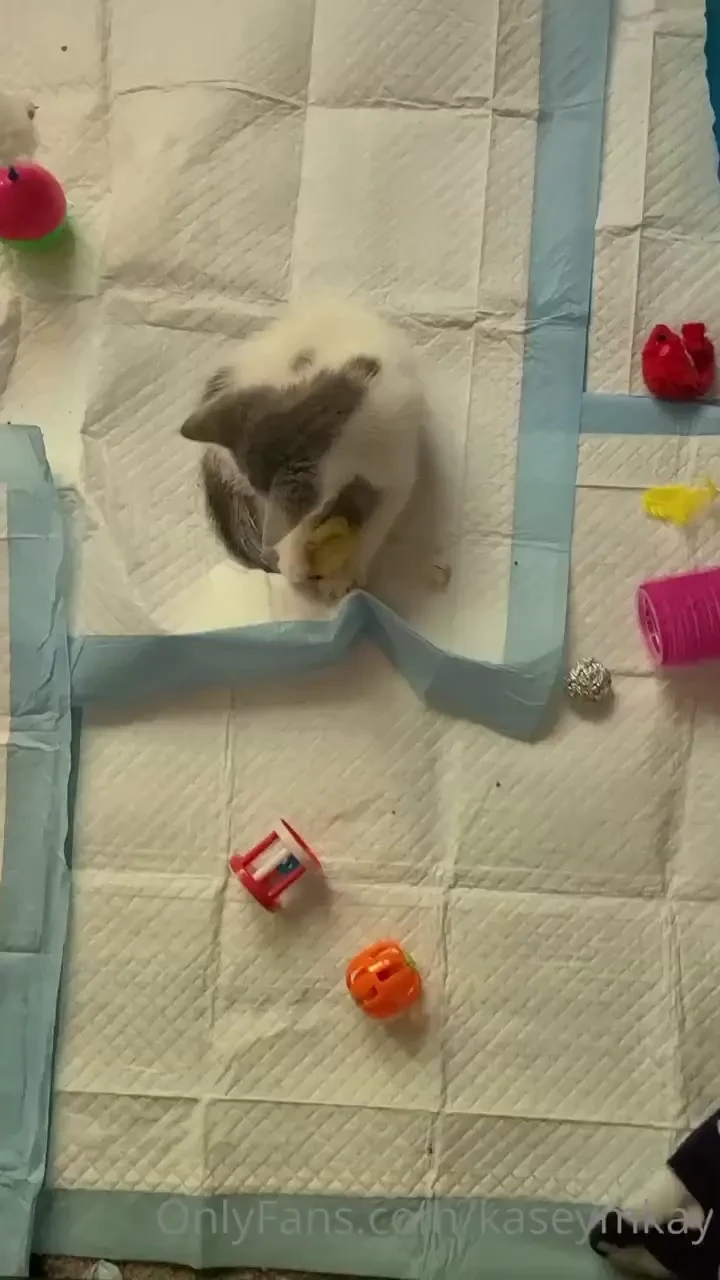 I promised kittens and i m a woman of my word 