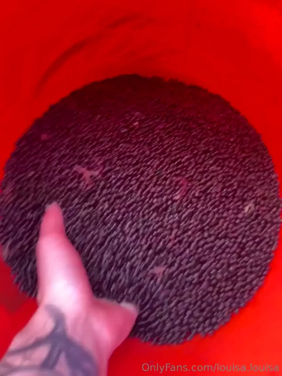 Harvested elderberries all day 