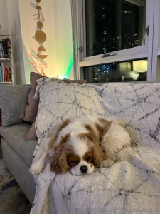 Girl dinner and puppy snuggles