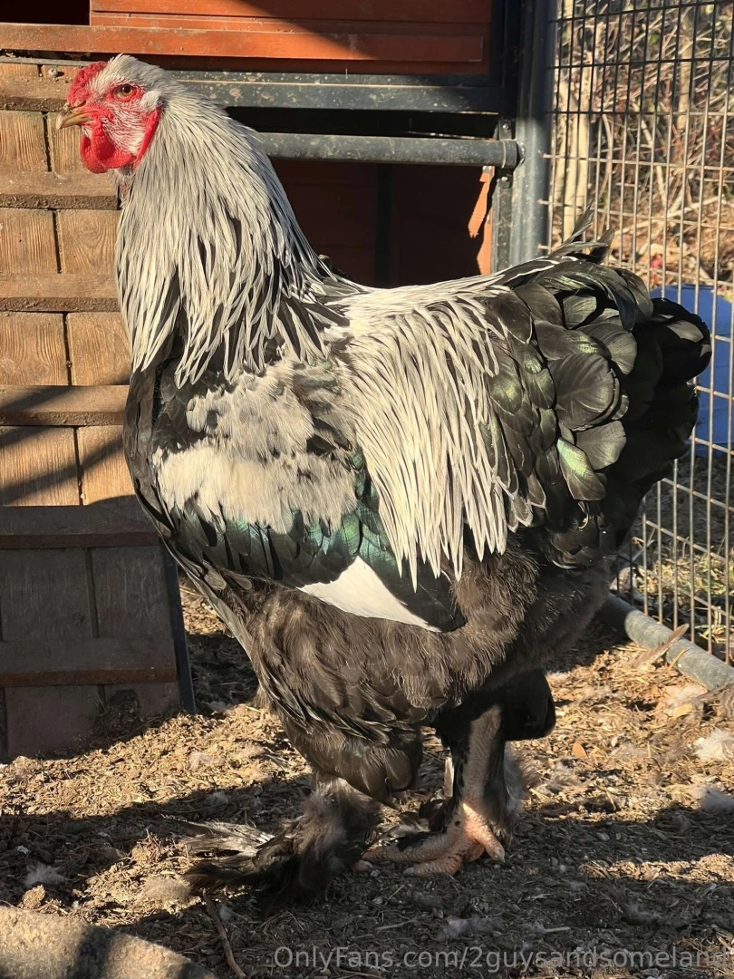 First cock pic on here 