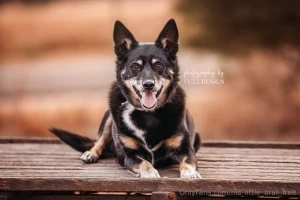 Do me a favour please vote she is the first callie not the one in the