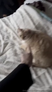 Cats are such pure creatures i love themmm