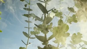 Jack went up the wrong stalk oh jack your curiousity got the best of