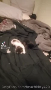 Found an old video of my kittens
