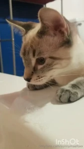 I was filming content and jynx my kitten was very curious in what i