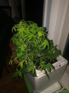 Just planted from my aero garden it was way outgrown the aero garden