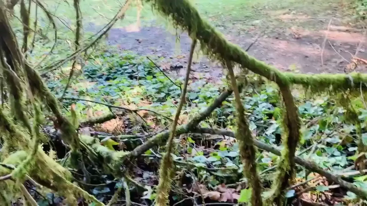 Flower foot in the forrest 