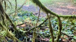 Flower foot in the forrest