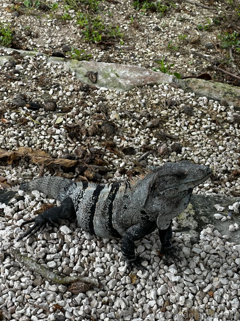 I visited the mayan ruins for the first time and it was amazing part 2 