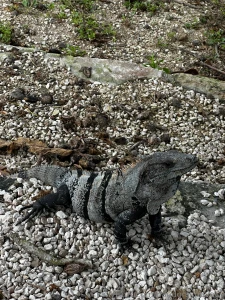 I visited the mayan ruins for the first time and it was amazing part 2