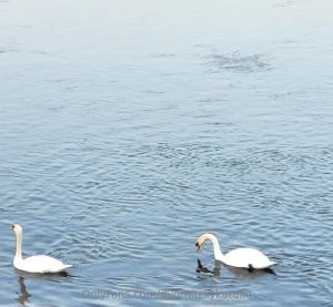 Spring is here soon it s so good in the meantime i ll take a walk in