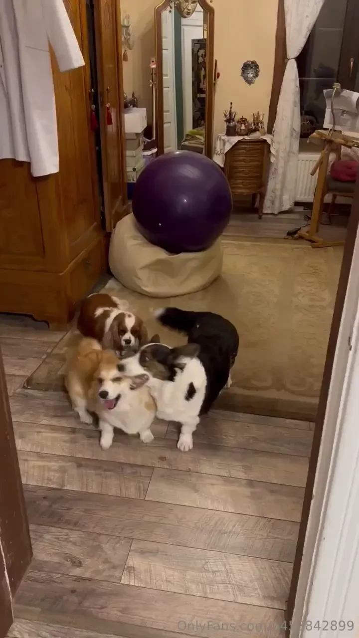 Bro so stupid it thinks it is carpet 