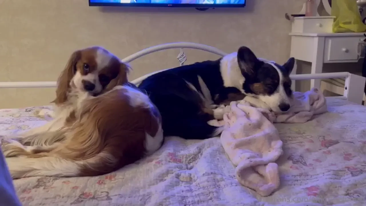 My morning started off wonderfully i was warm and cozy in bed with two 