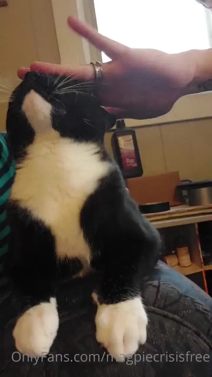 Elcietannam and i have some weird cats 