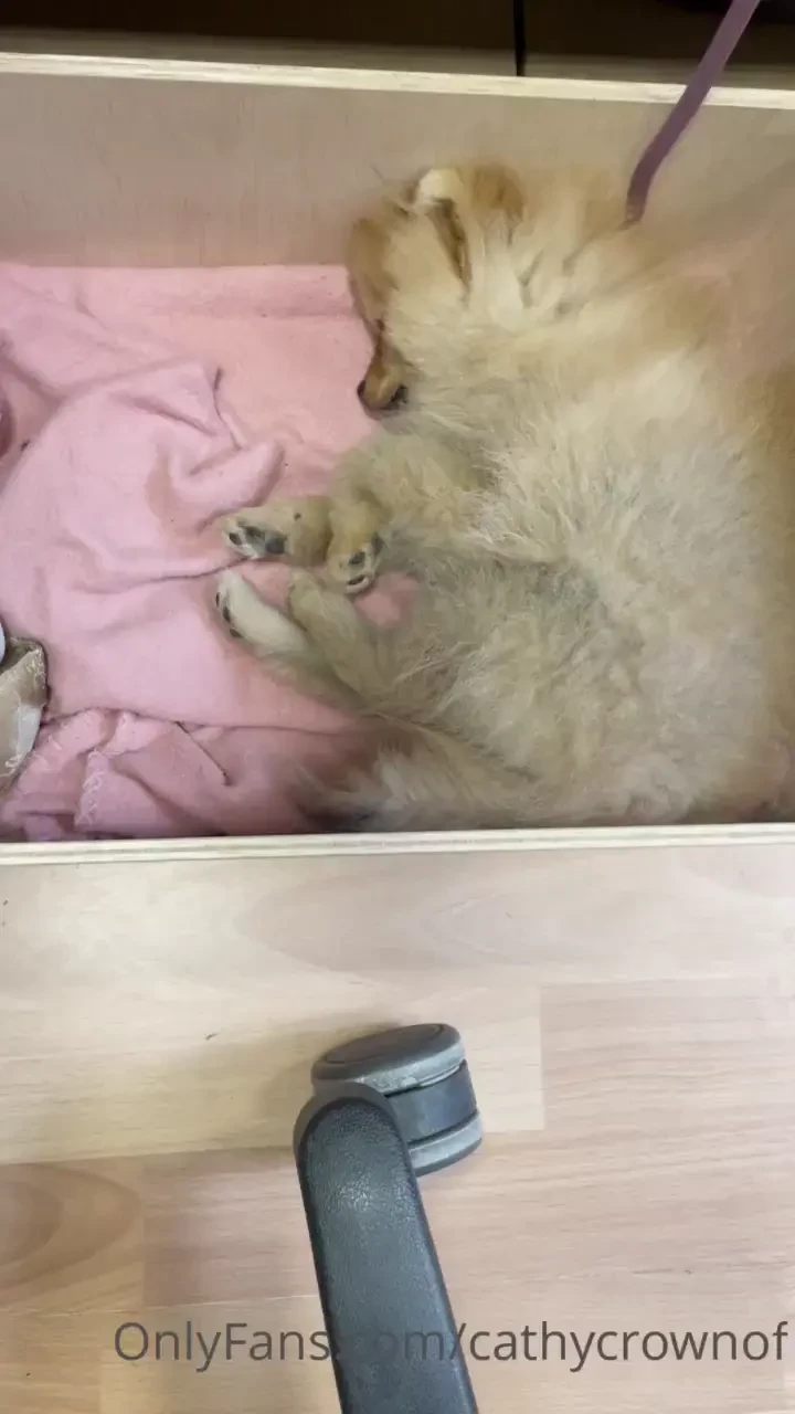 Mon bb nala son premier jour au bureau avec moi 