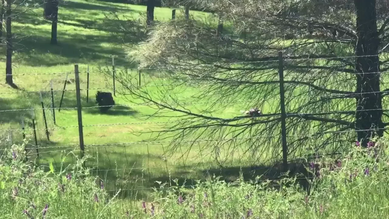 Wild turkeys amp a wild turkey next to a river 