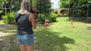 Flamingos