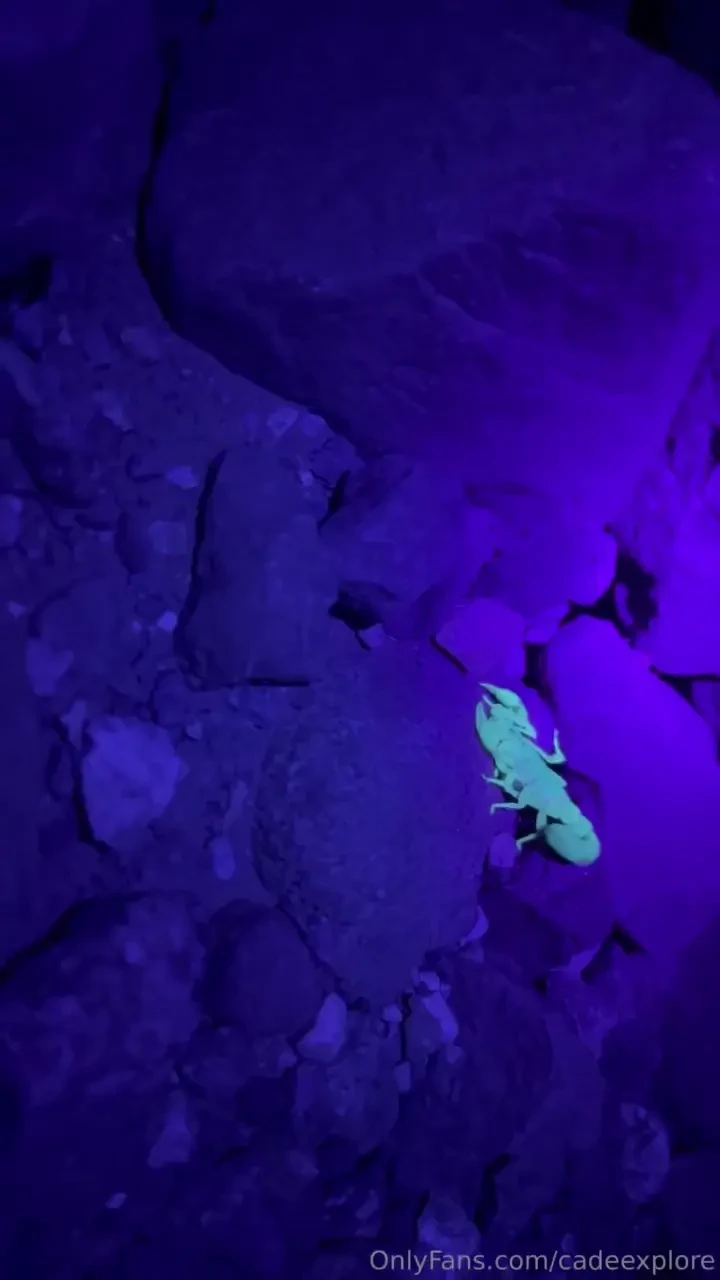 Watch your step we had some late night visitors at camp last night 