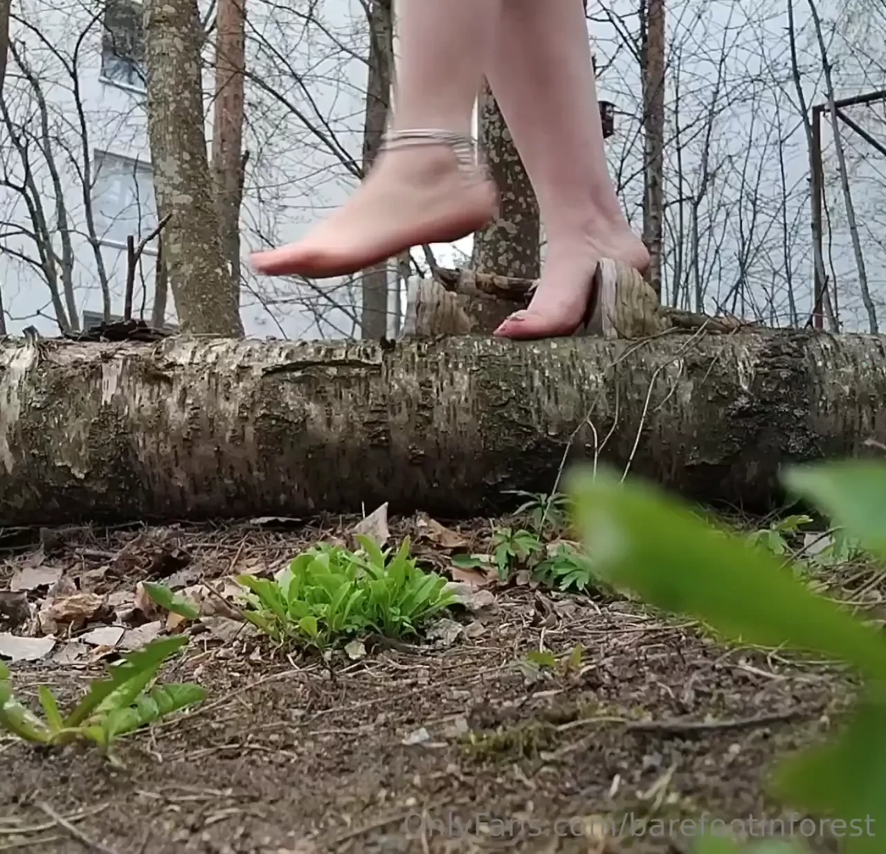Balancing on a fallen tree 