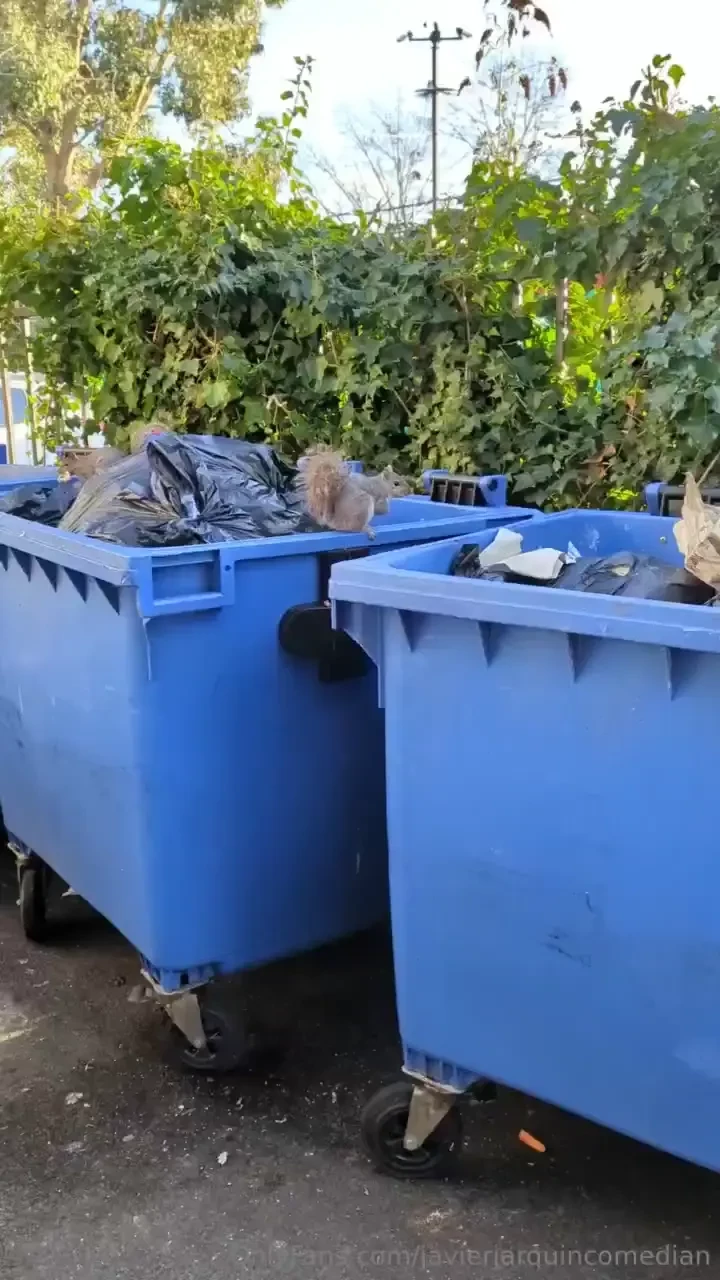 Squirrels in the rubbish i don t know why i found this amusing 