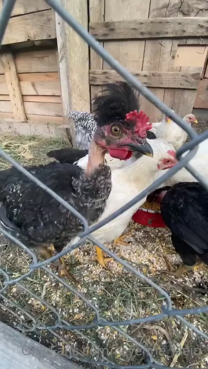 Summer babe freckles sunshine and some chickens little house in the 