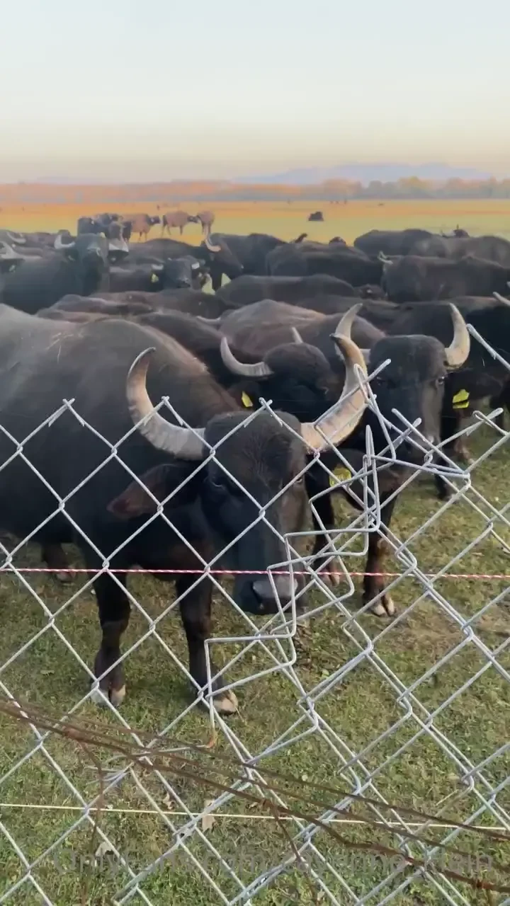 Hi my darlings sending you many kisses and wish you a wonderful 