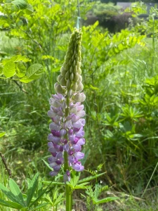 Spring vibes on the farm today this bee sting has me laid out though i part 2