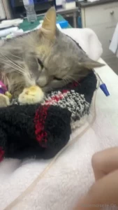 I m sorry i ve not been around i m just so emotional about mahbou