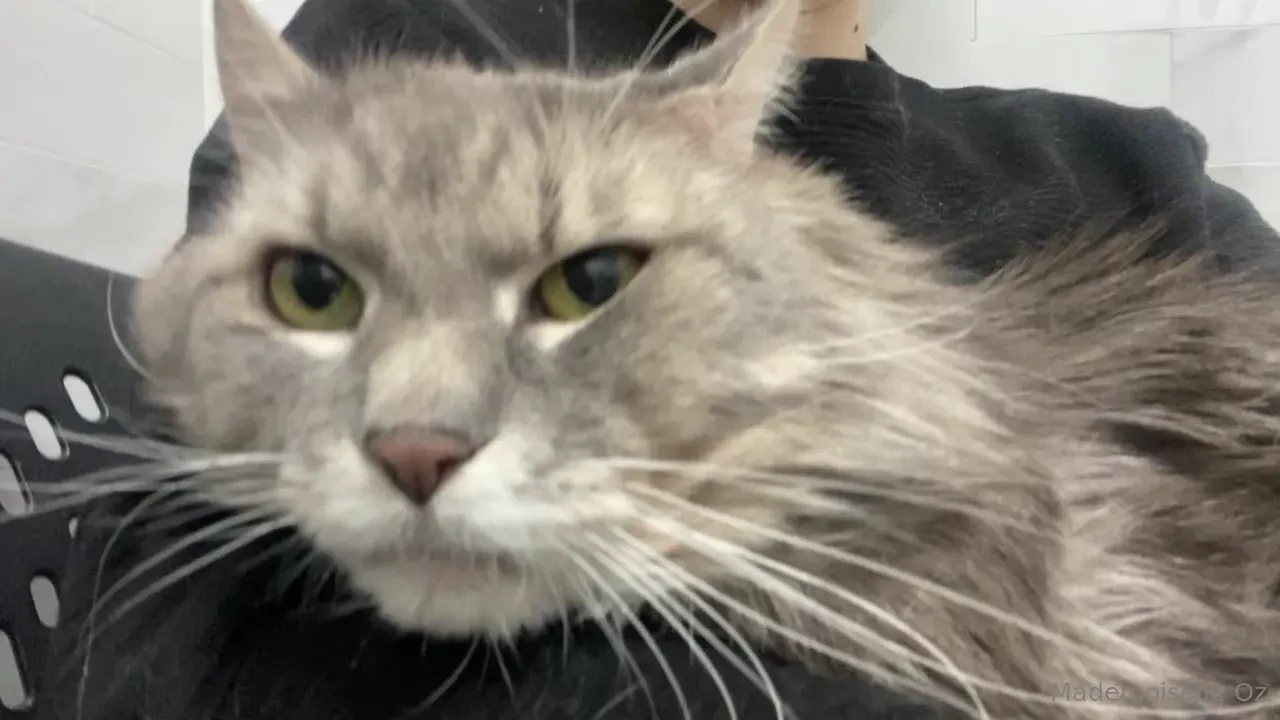 The real star on this account 