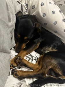 Sleepy pup