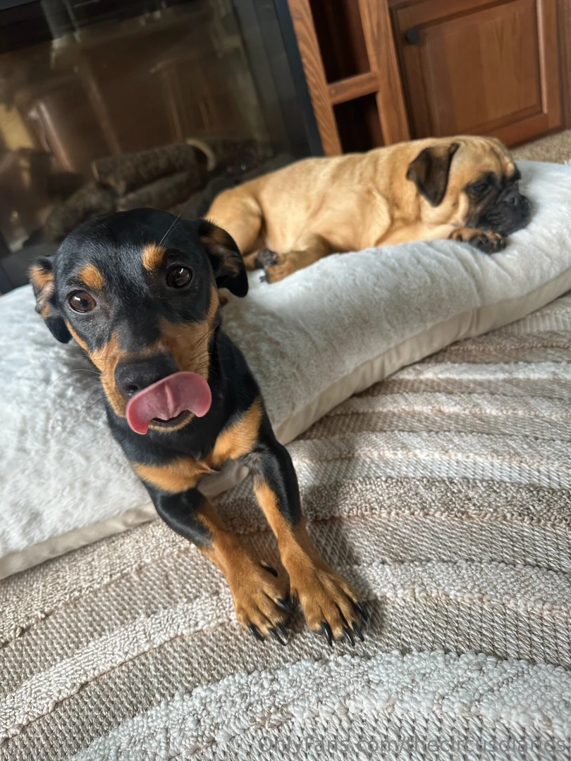 Happy hump day from myah and enzo 