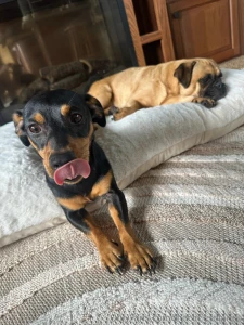 Happy hump day from myah and enzo