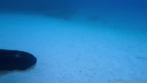 How many fishes can you see