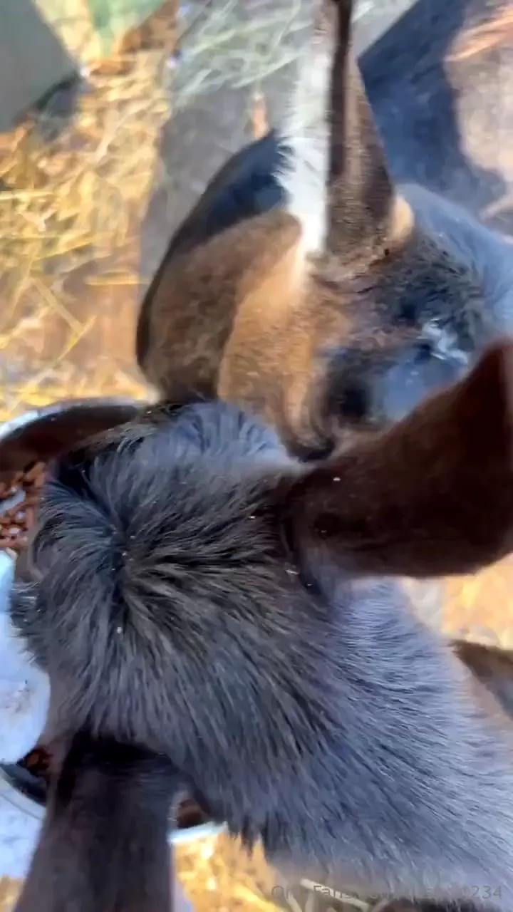 This is how the girls eat everyday i love how it sounds they are so 