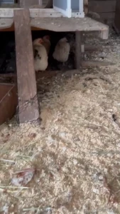 These were all the chickens that were inside today really shows how