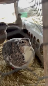 I love the quail this is my favorite level of them i have 4 levels in