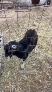 This is ned he s been a super good boy lately he s very sweet and