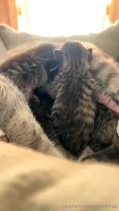 The kittens are doing so good these are silvers babies they have