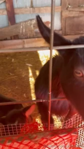 My girl goats are getting pretty big i think they are pushing 60