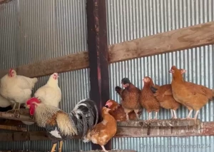 The chickens are pretty cool i m running out of them though honestly