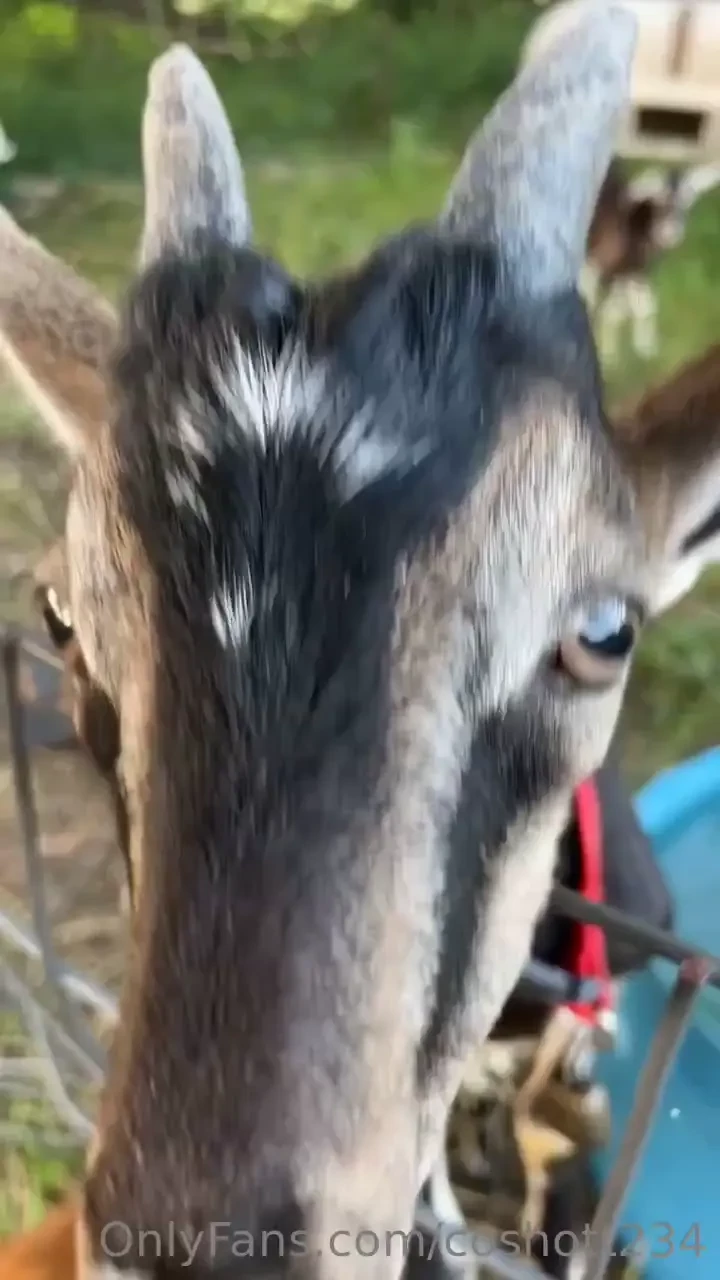 Lots of stuff going on here goats got sick so spent the weekend 