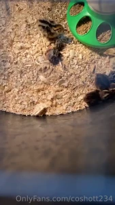 Lots of stuff going on here goats got sick so spent the weekend part 1