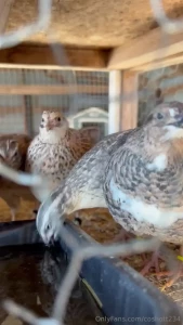 Here are my quail drinking some water they are all so pretty they are