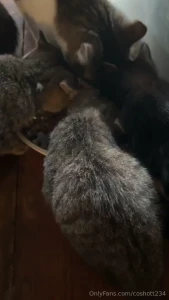 My favorite parts about feeding my cats is listening to them eat you