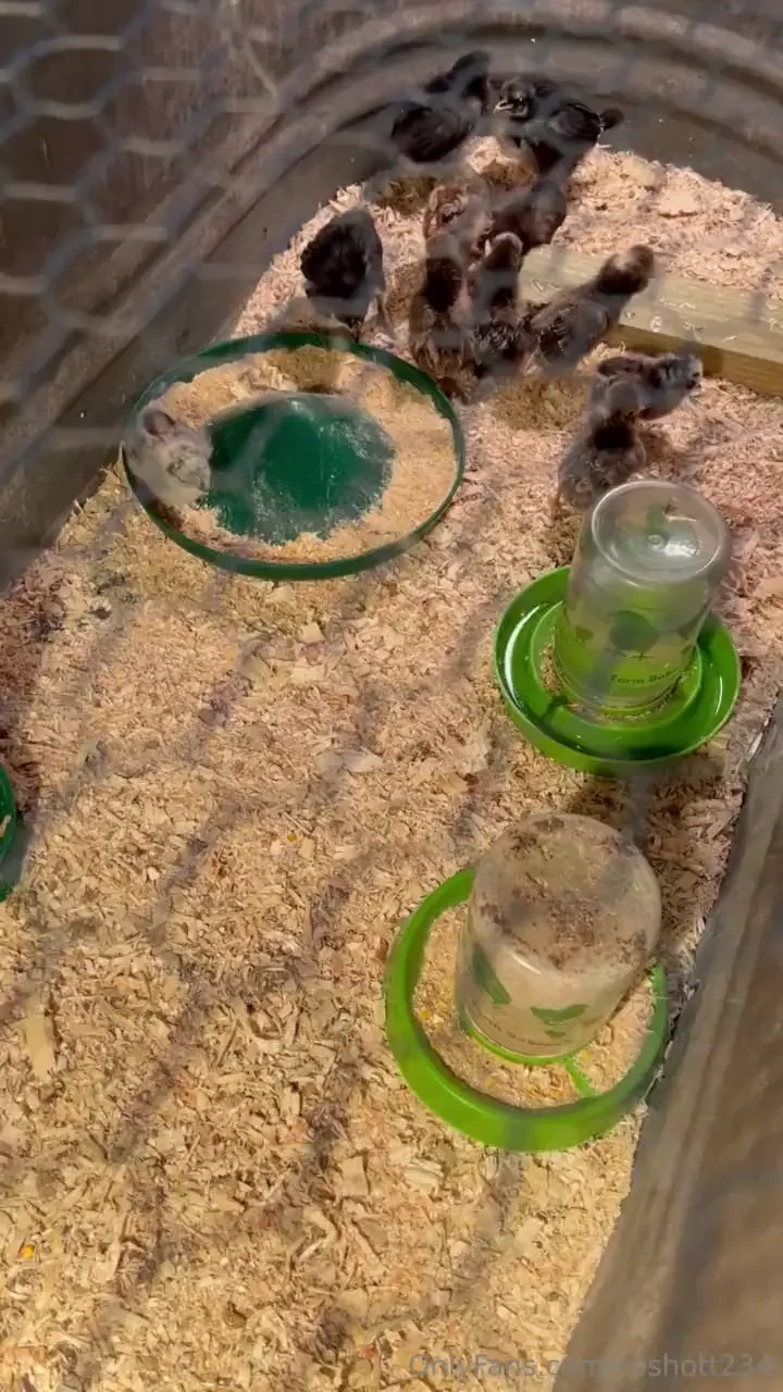 My little chicks are doing so good growing everyday all seem healthy 