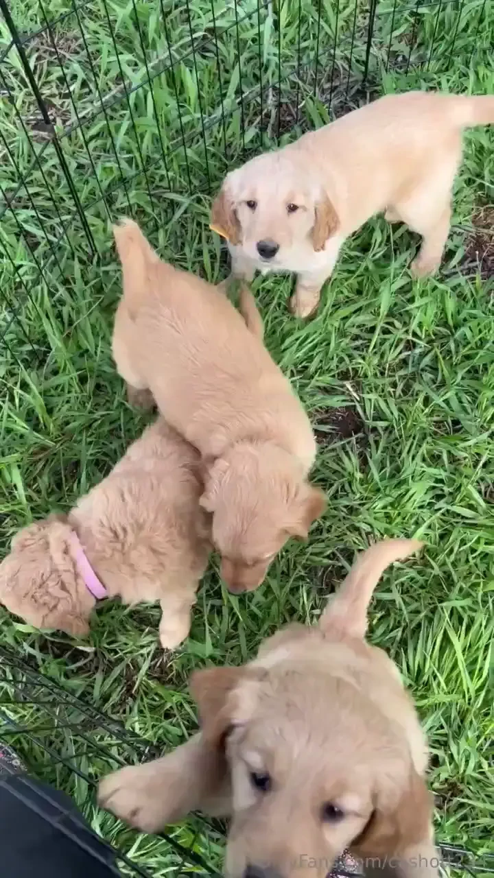 These are some of the puppies they are now 7 weeks old i feel like 