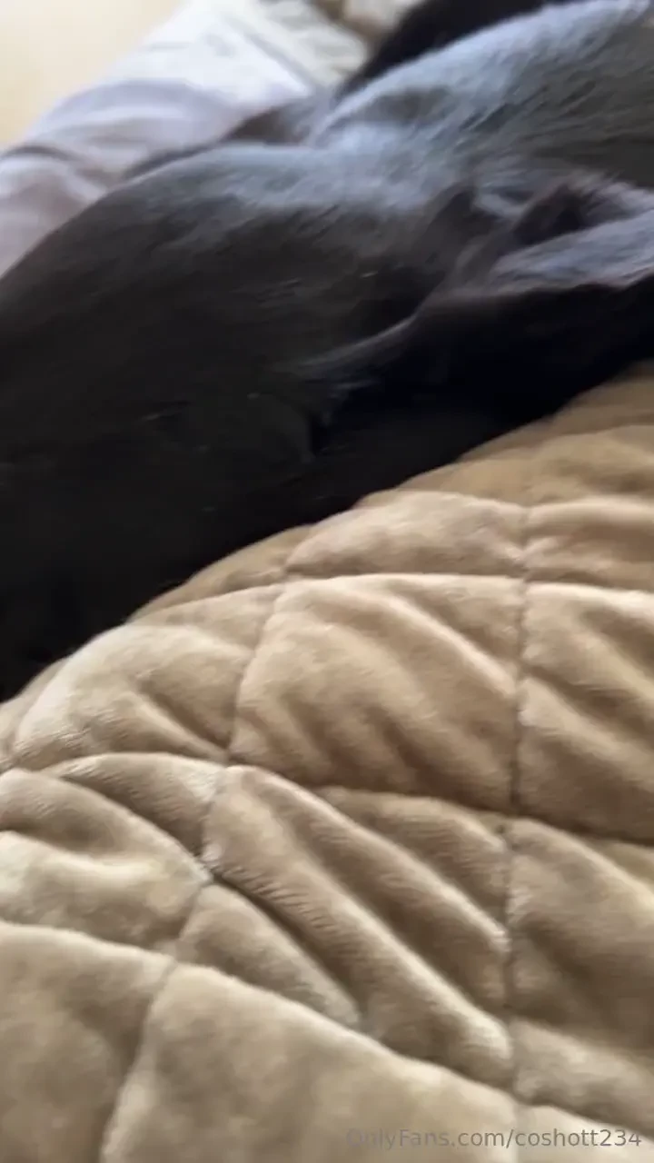 This is zayn he is my number one cuddler he only sleeps on the bed or 